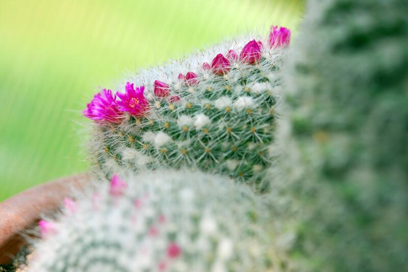 Mammillaria hahniana 