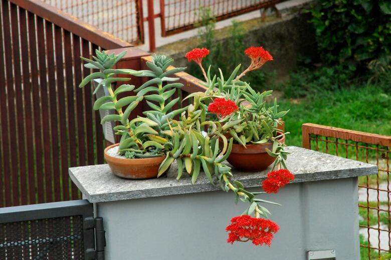 Crassula perfoliata v. falcata 