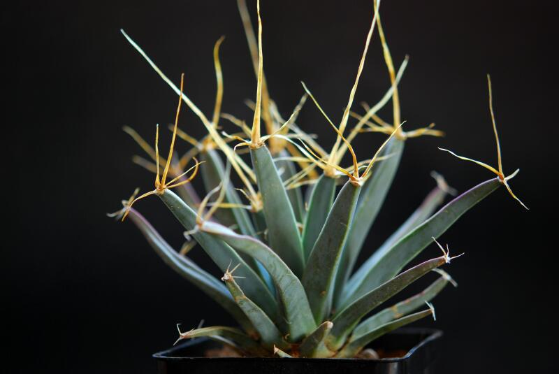 Leuchtenbergia principis 