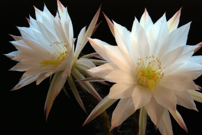Echinopsis subdenudata 