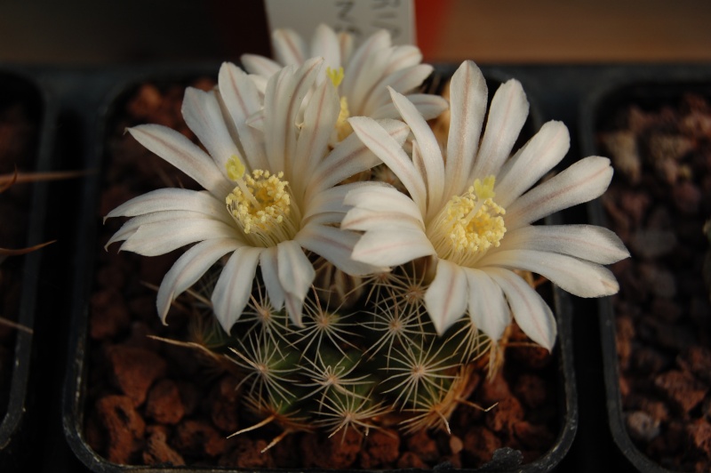 Mammillaria coahuilensis SB 699