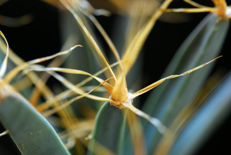 Leuchtenbergia principis 