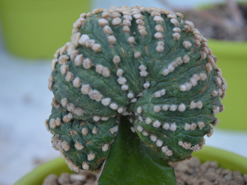 Astrophytum asterias f. cristatum 