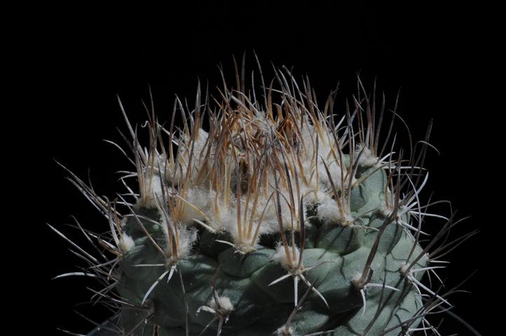 Turbinicarpus hoferi 