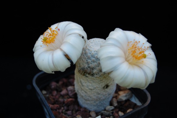 Mammillaria albiflora 