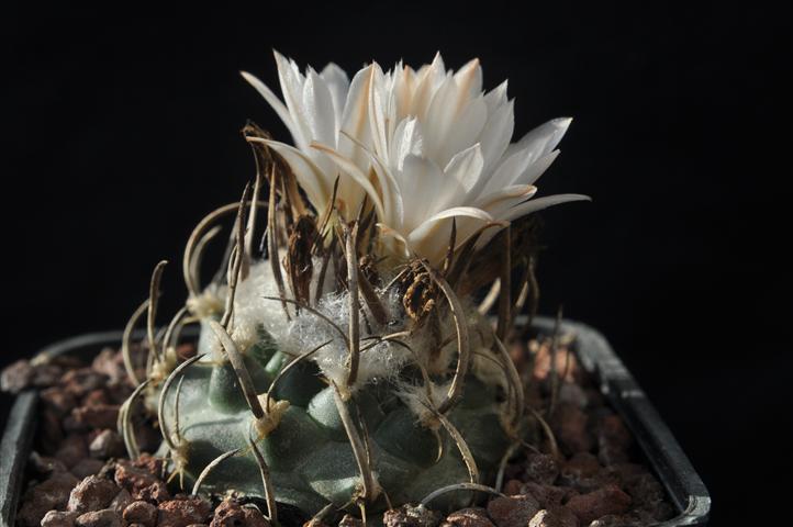 Turbinicarpus roseiflorus v. albiflorus 