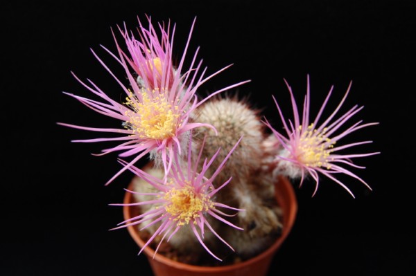 Echinocereus laui cv. syowa 