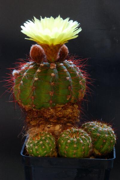 Notocactus ottonis 