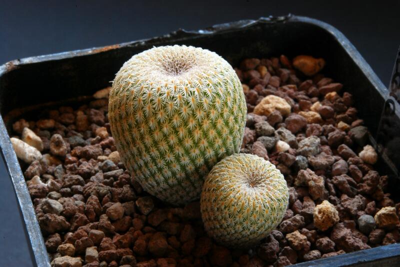 Epithelantha micromeris 