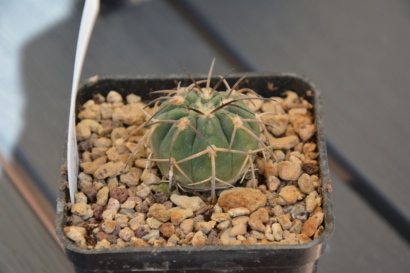 Gymnocalycium spegazzinii v. major JN98