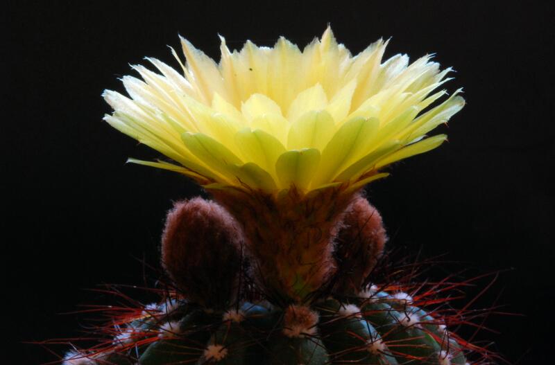 Notocactus ottonis 