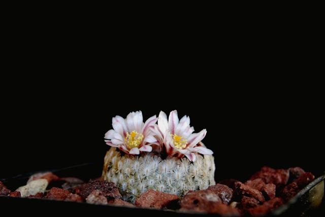 Mammillaria  