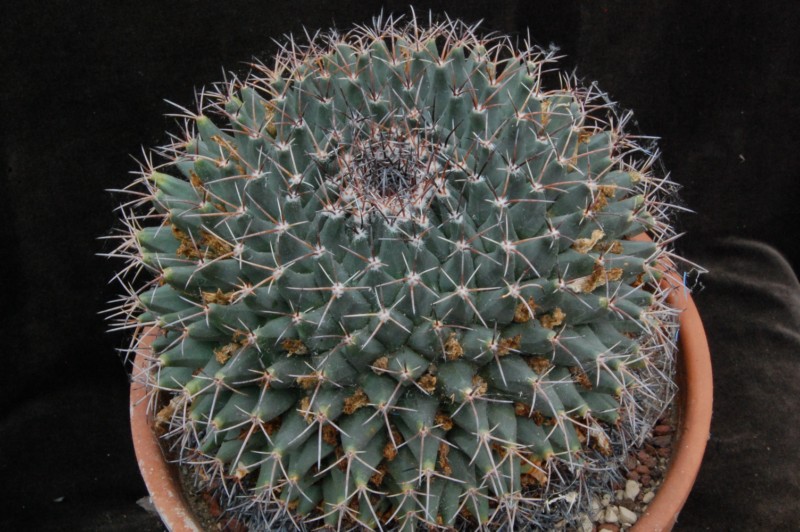 Mammillaria freudenbergeri 