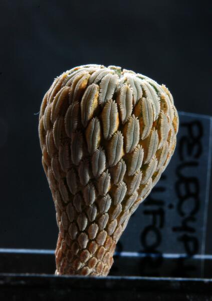 Pelecyphora aselliformis 