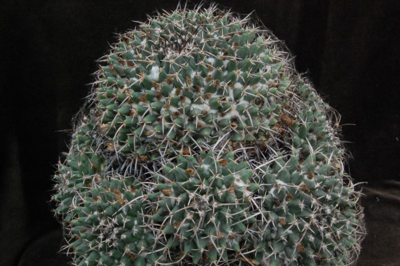 Mammillaria vagaspina ORB 2.23