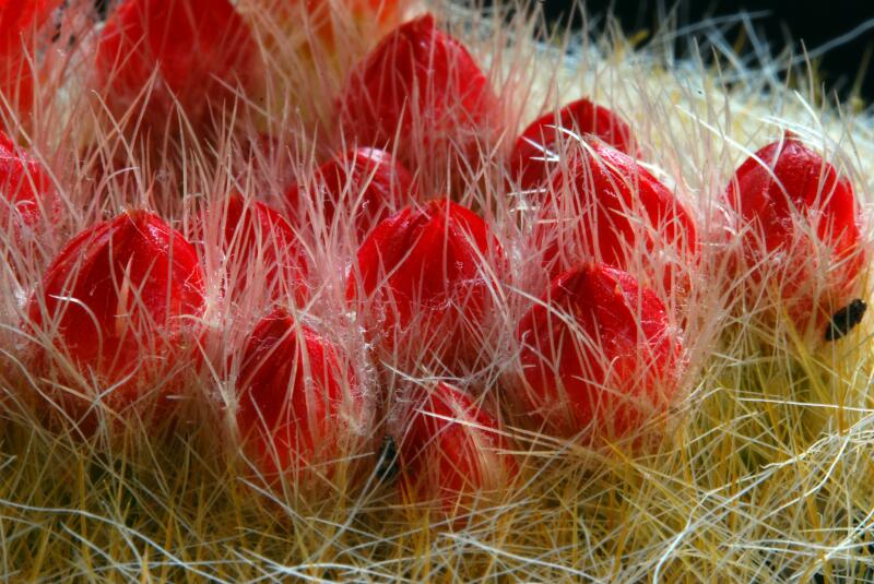 Parodia haselbergii 