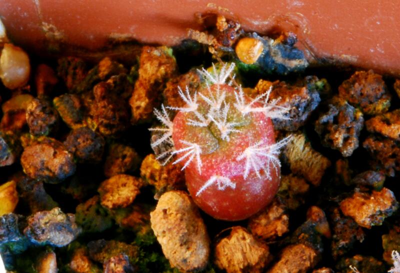 Lophophora jourdaniana 