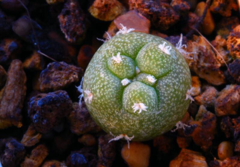 lophophora diffusa