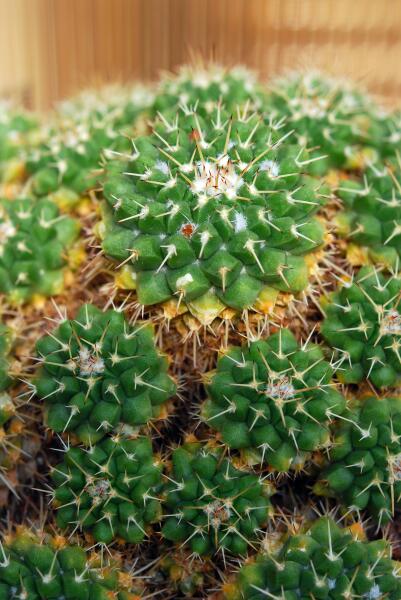 Mammillaria compressa 