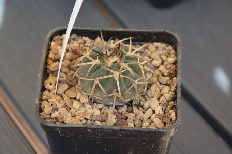 Gymnocalycium spegazzinii P-43C