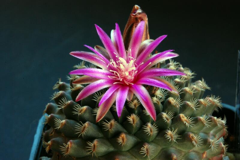 Gymnocactus ysabelae x turbinicarpus pectinatus 