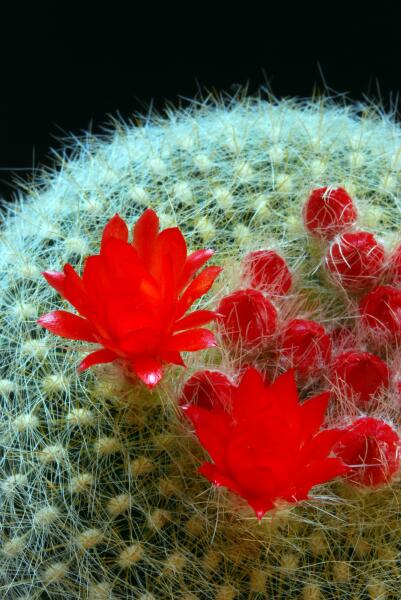 Parodia haselbergii 