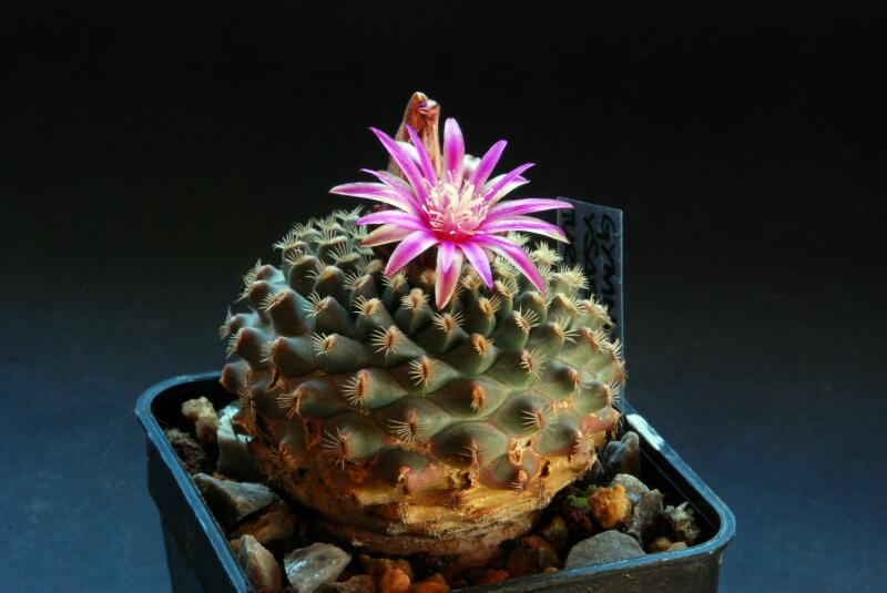 Gymnocactus ysabelae x turbinicarpus pectinatus 