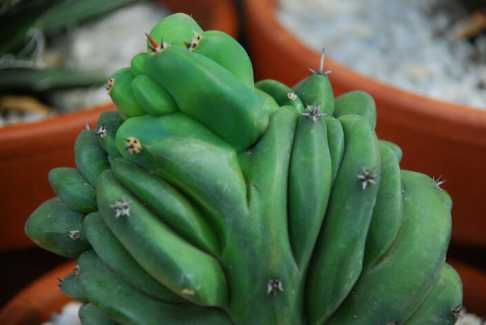 Myrtillocactus schenckii f. cristatus 