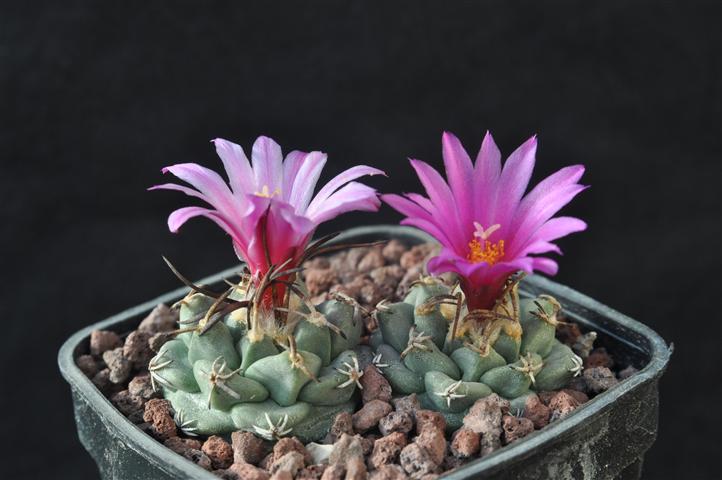 Turbinicarpus alonsoi 