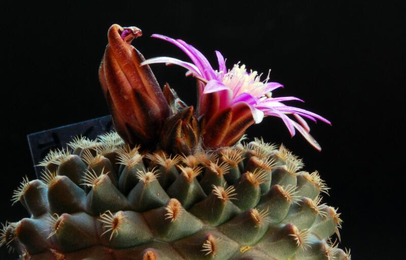 Gymnocactus ysabelae x turbinicarpus pectinatus 