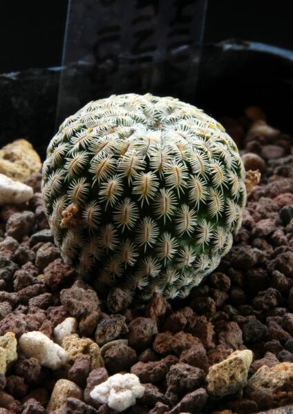 Mammillaria pectinifera 