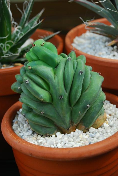 Myrtillocactus schenckii f. cristatus 