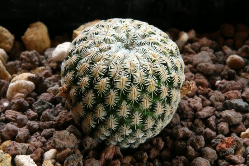 Mammillaria pectinifera 