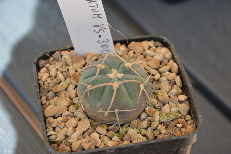 Gymnocalycium armatum VS300