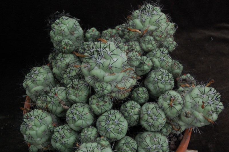 Ortegocactus macdougallii 