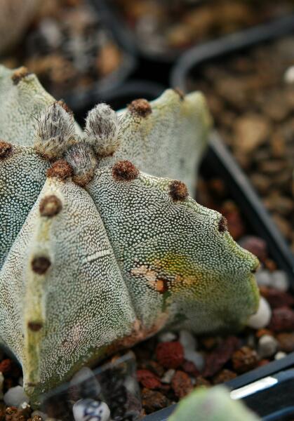 Astrophytum myriostigma 