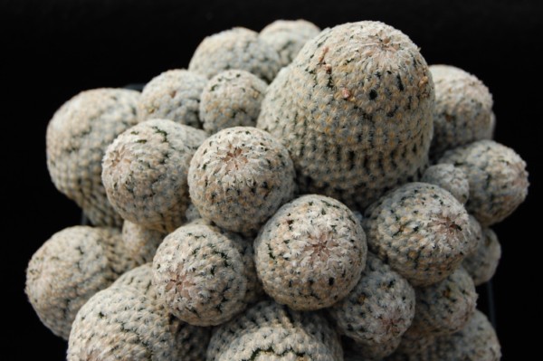 Mammillaria sanchez-mejoradae 