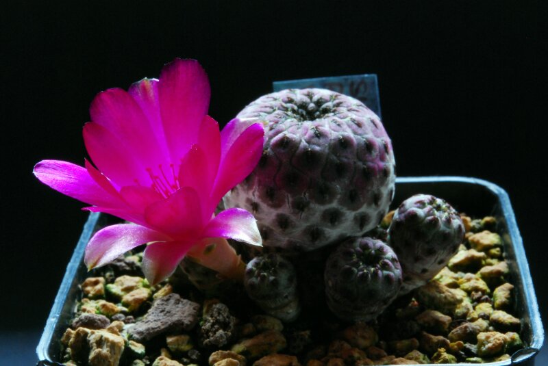 Sulcorebutia rauschii v. violacidermis 