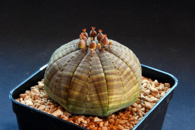 Euphorbia obesa 