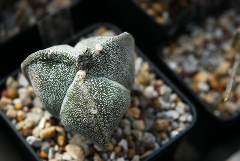 Astrophytum myriostigma f. tricostatum 