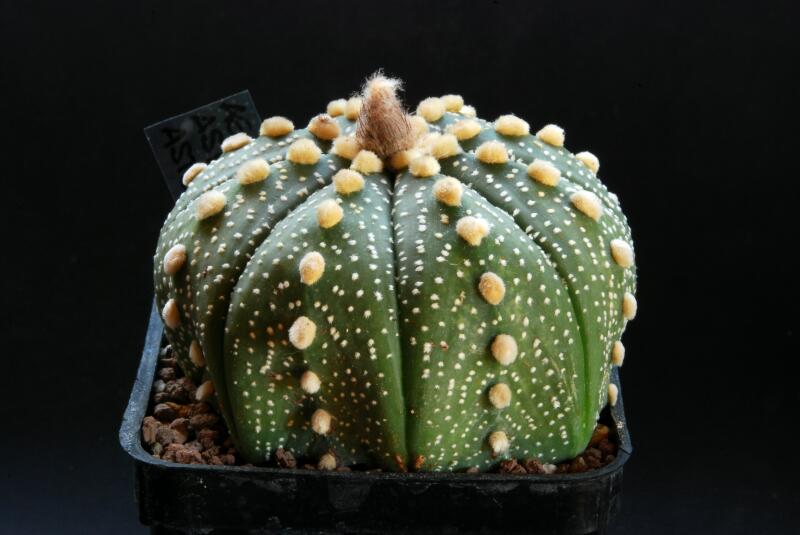 Astrophytum asterias 