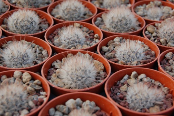 Mammillaria pennispinosa 