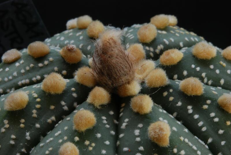 Astrophytum asterias 