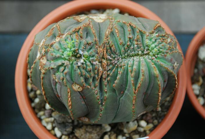 Euphorbia obesa f. cristata 