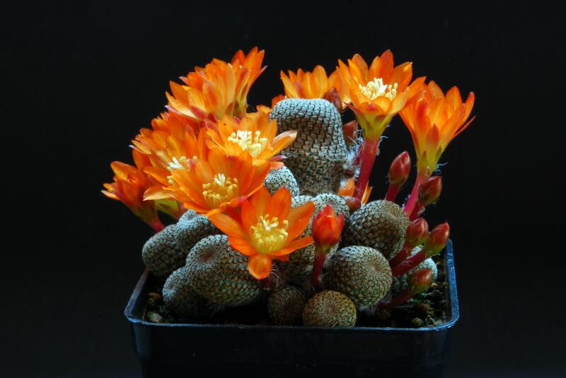 Rebutia heliosa 