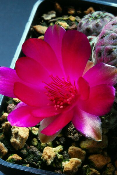 Sulcorebutia rauschii v. violacidermis 