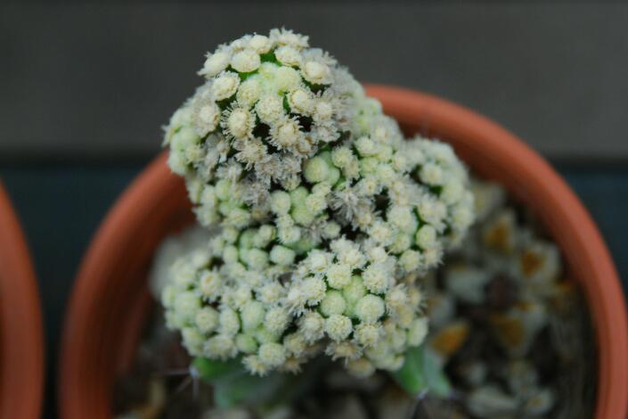 Mammillaria cv. teresia 