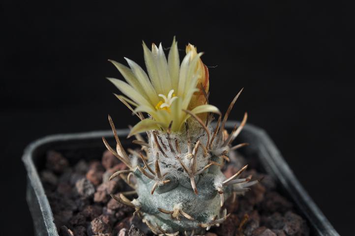 Turbinicarpus swobodae 