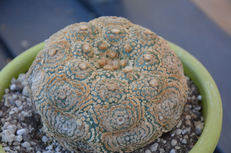 Astrophytum asterias cv. kikko gold 