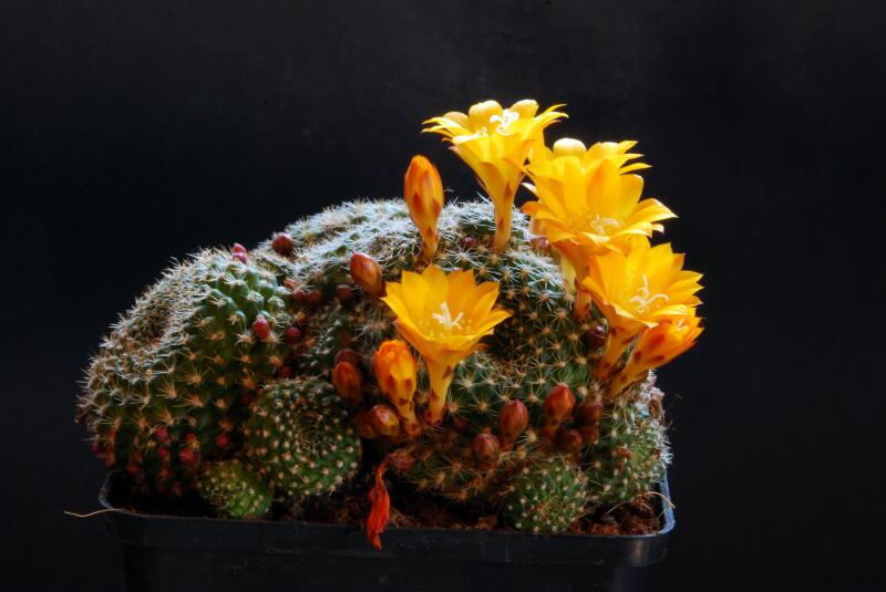 Rebutia marsoneri 